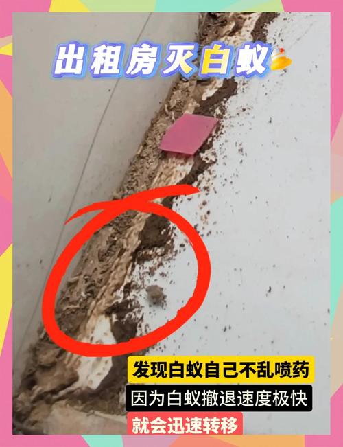 产品图31