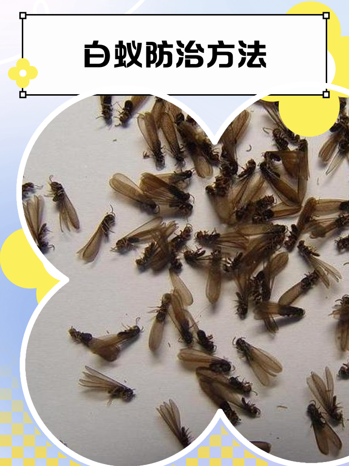 白蚁防治方法