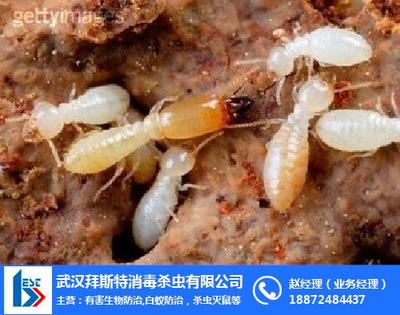 白蚁防治工程,六安市白蚁防治,合肥堤坝白蚁防治 查看