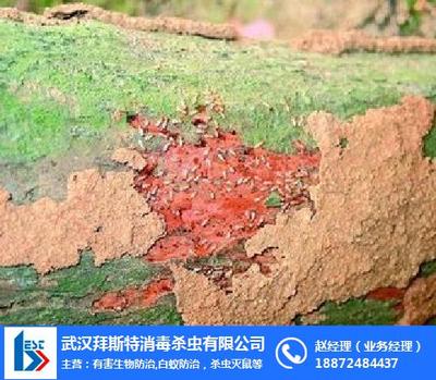 常德古白蚁防治_白蚁_长沙白蚁预防处理 查看