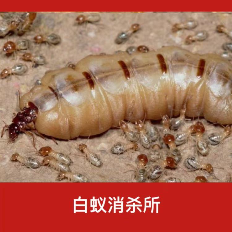 顺昌县白蚁防治中心 白蚂蚁防治所热线电话与专业白蚁防治服务全指南