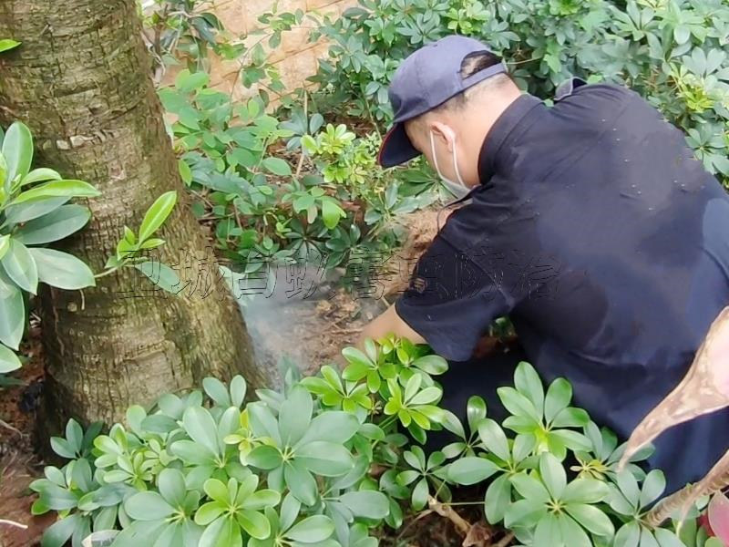惠州博罗县白蚁防治中心丨装修博罗白蚁预防灭治白蚁首选服务机构